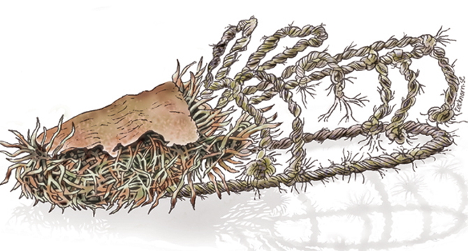 Ismannens sko / en av illustrationerna som ingår i kunskapskontroll / Haninge kommun